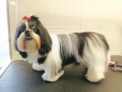 NA PSA UROK Monika Kumor Salon Pielęgnacji i Fryzjerstwa dla Psów